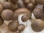 Picture of CLOSE-UP OF MUSHROOMS