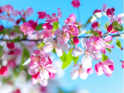 Picture of CHERRY BLOSSOM FLOWERS