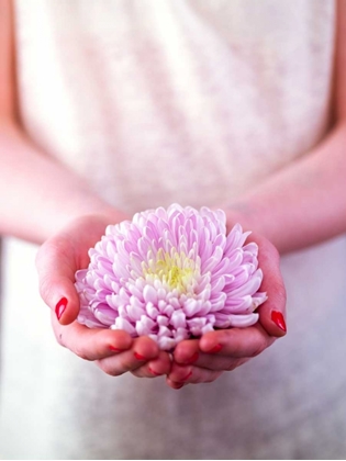 Picture of FEMALE HANDS HOLDING A FLOWER