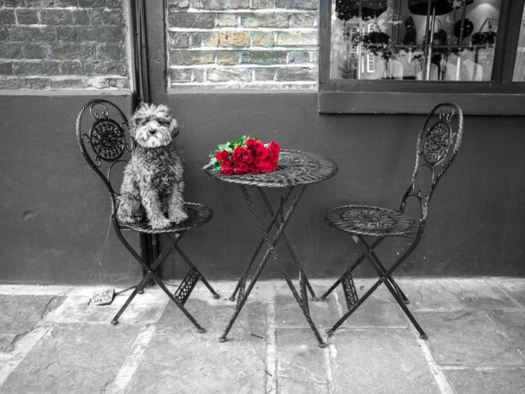 Picture of DOG SITTING ON A CHAIR WITH A BANCH OF ROSES ON A TABLE