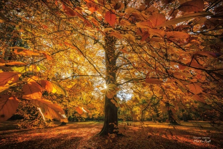 Picture of AUTUMN LEAVES