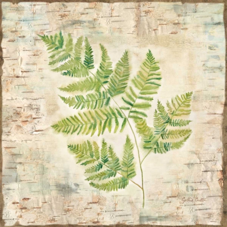 Picture of BIRCH BARK FERNS II