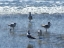 Picture of BEACHGOERS