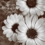 Picture of SEPIA BLOSSOMS I