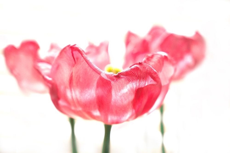 Picture of THREE TULIPS