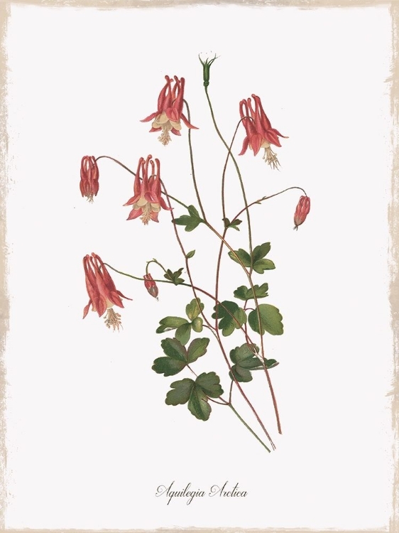 Picture of BOTANICAL COLUMBINE