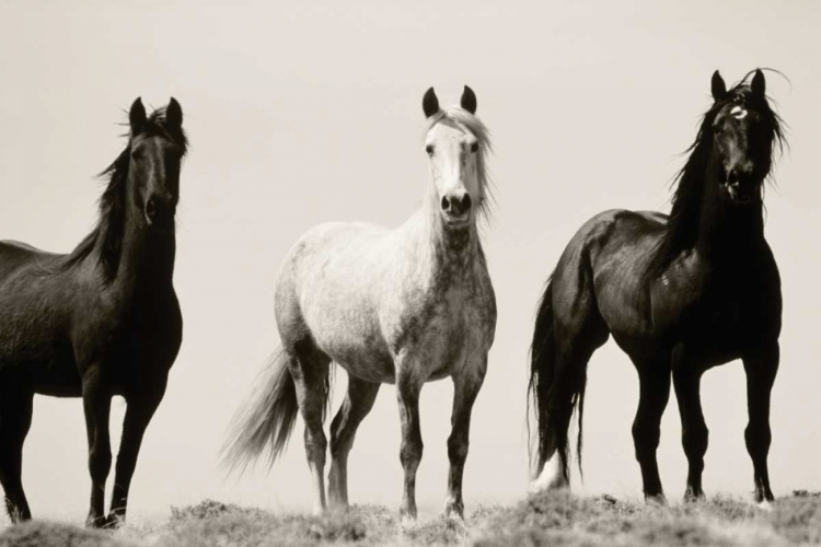 Picture of WILD STALLIONS