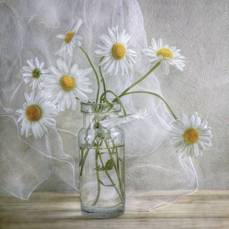 Picture of DAISIES