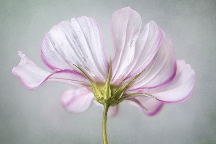 Picture of TEXTURED FLORAL