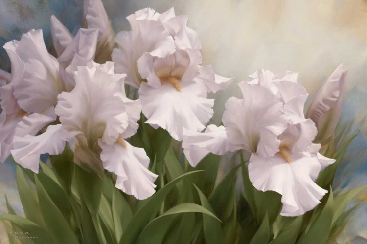 Picture of WHITE IRIS ELEGANCE I