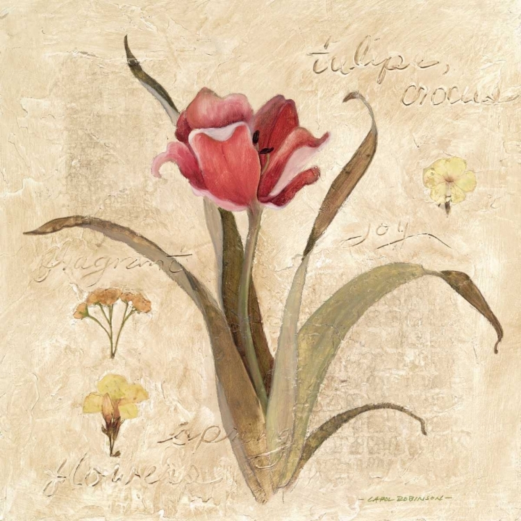 Picture of RED TULIP