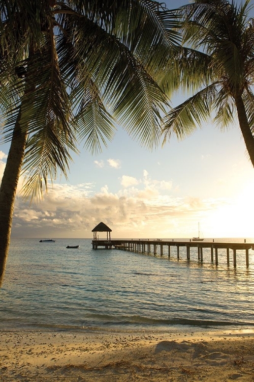 Picture of PIER AND PALM