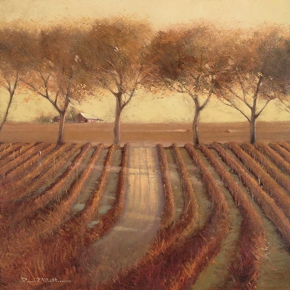 Picture of VINTAGE SUNLIT VINEYARD