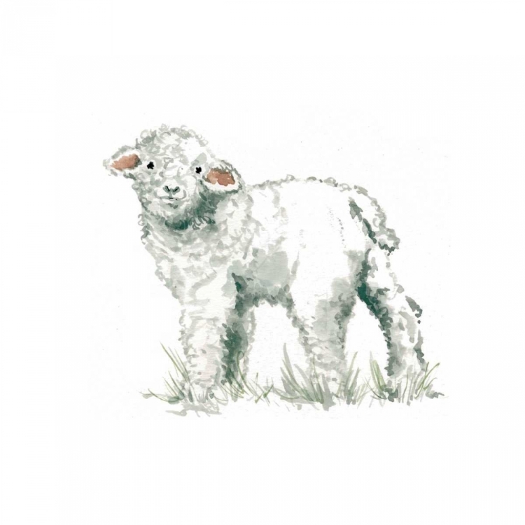 Picture of BABY LAMB