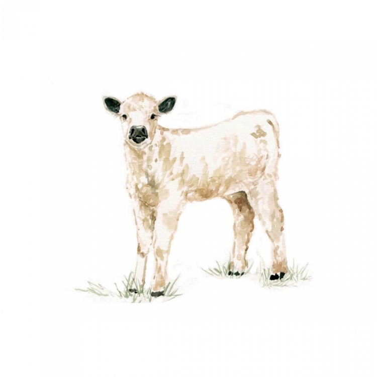 Picture of BABY CALF