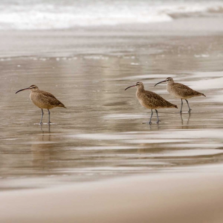 Picture of SHORE BIRDS I