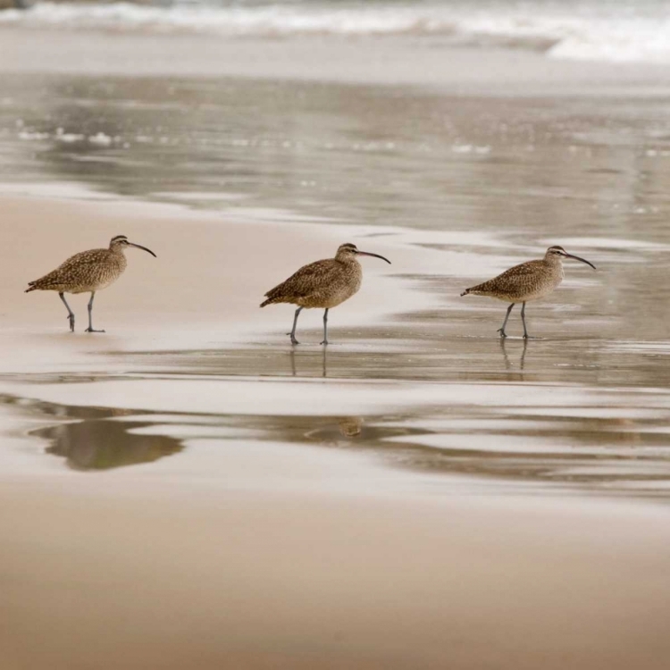 Picture of SHORE BIRDS II