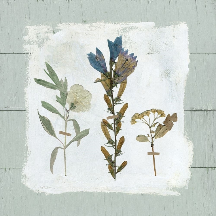 Picture of PRESSED FLOWERS ON