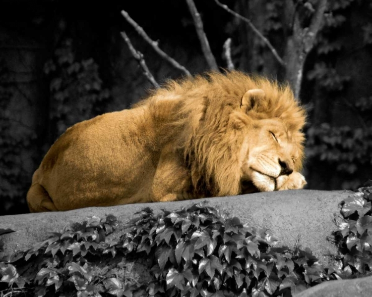 Picture of LION