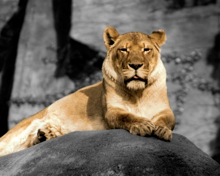 Picture of LIONESS