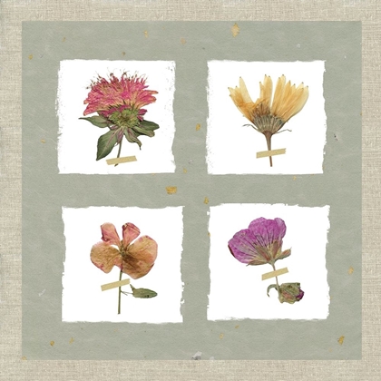 Picture of PRESSED BLOOMS II