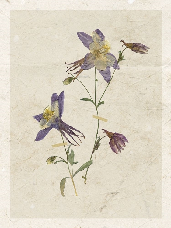 Picture of PRESSED COLUMBINE