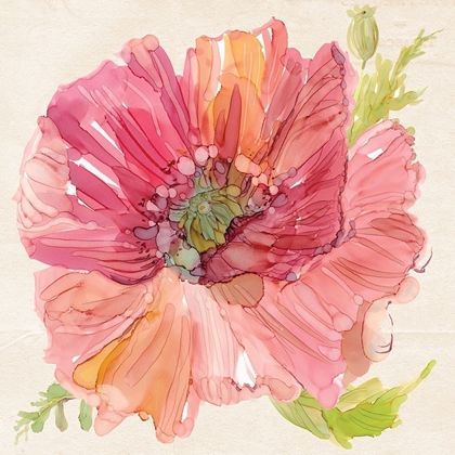 Picture of BOTANICAL POPPY