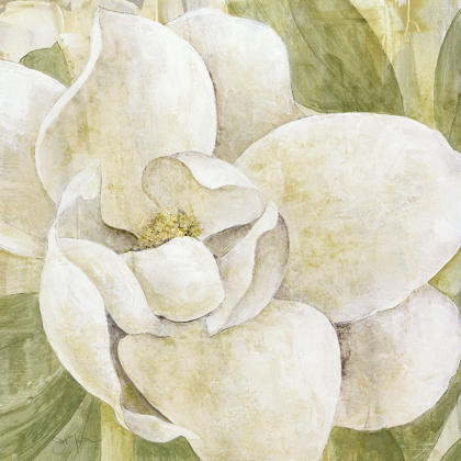 Picture of MAGNOLIA DOLCE