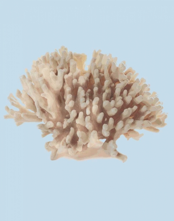 Picture of CORAL I