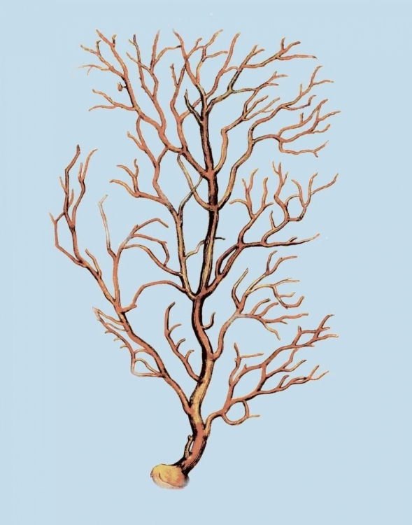 Picture of CORAL IV