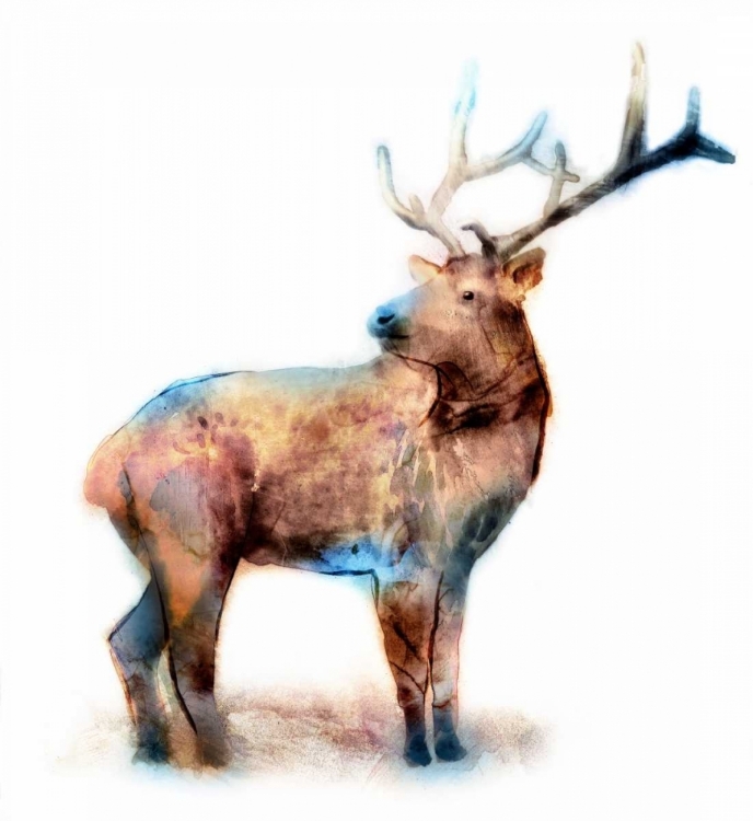 Picture of ELK