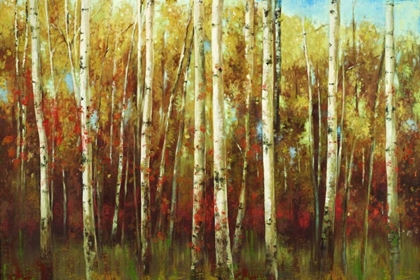 Picture of BIRCH FOREST