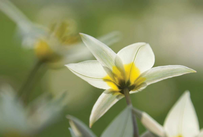 Picture of DREAMING TURKINSTAN TULIPS