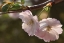 Picture of CHERRY BLOSSOM JOY