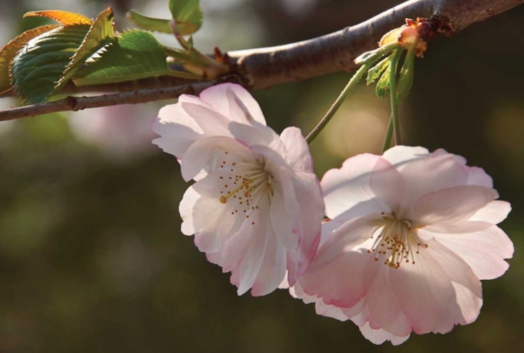 Picture of CHERRY BLOSSOM JOY