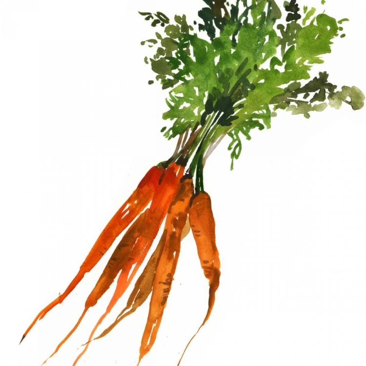 Picture of CARROT