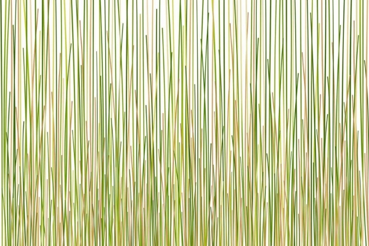 Picture of GRASS CURTAIN