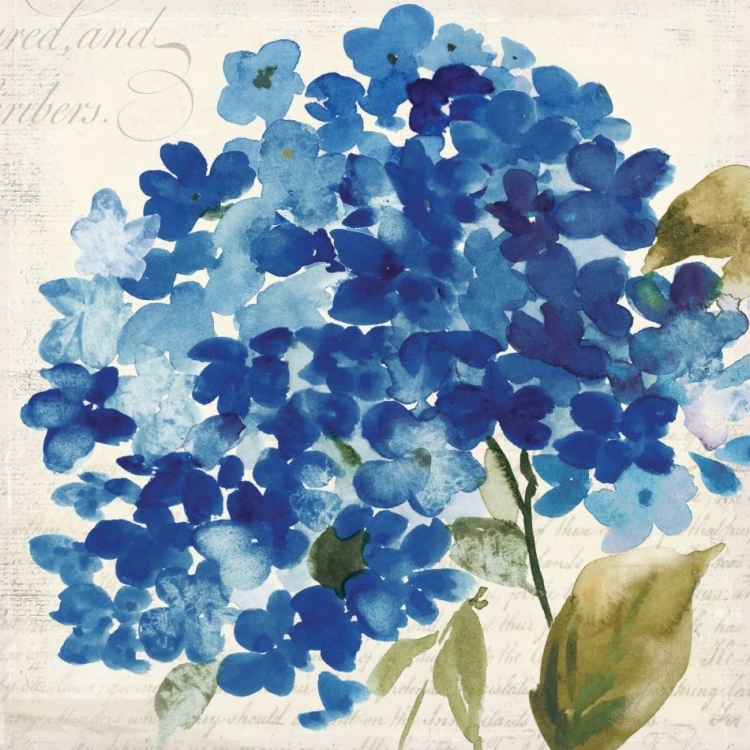 Picture of HAMPTON HYDRANGEA II