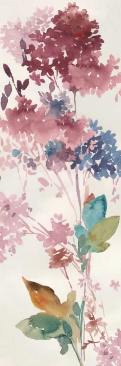 Picture of HYDRANGEA 