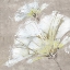 Picture of WHITE FLOWERS III