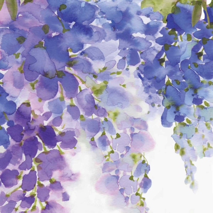 Picture of WISTERIA II