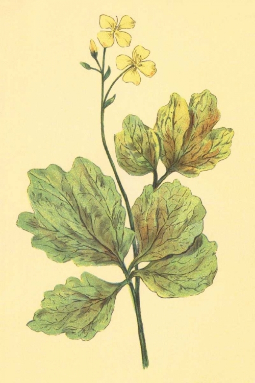 Picture of CHELIDONIUM MAJUS