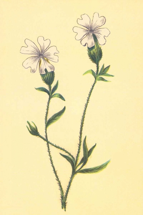 Picture of SILENE VULGARIS