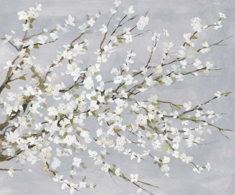 Picture of WHITE BLOSSOMS