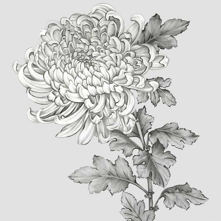 Picture of GREY BOTANICAL I