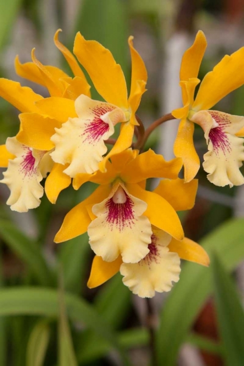 Somerset House - Images. GOLDEN ORCHIDS