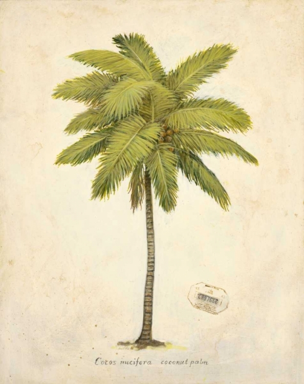 Somerset House - Images. COCONUT PALM ILLUSTRATION