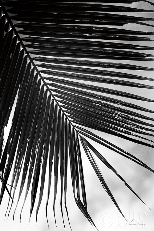 Picture of PALM FROND II