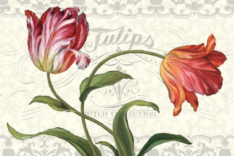 Picture of TULIPA BOTANICA I CREAM