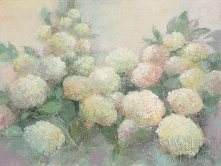 Picture of ANNABELLE HYDRANGEAS